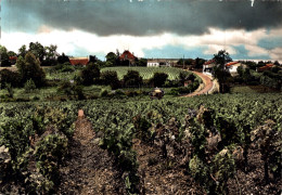 33 - PAUILLAC / VIGNOBLES DE BAGES - Pauillac