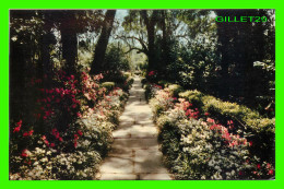 MOBILE, AL - BELLINGRATH GARDENS - PATH LINED WITH CAMELIAS, AZALEAS AND OTHER - A DEEP SOUTH CARD - - Mobile
