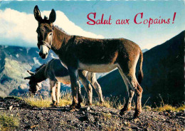 Animaux - Anes - Carte à Message - CPM - Voir Scans Recto-Verso - Donkeys