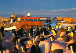 1 AK Antarctica / Antarktis / Terre Adelie * Adelie Penguins In The Middle Of Base Dumont D'Urville * - Otros & Sin Clasificación
