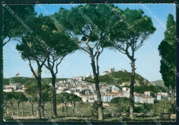 Campobasso Città MACCHIA Foto FG Cartolina KF1941 - Campobasso