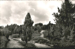 70079506 Lueneburger Heide Lueneburgerheide Bei Wilsede Lueneburger Heide - Walsrode