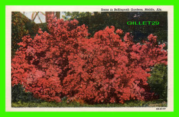 MOBILE, AL - SCENE IN BELLINGRATH GARDENS - THOUSAND OF AZALEA SHRUBS - C.T. ART-COLORTONE - CARTER'S NEWS AGENCY - - Mobile