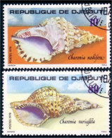 304 Djibouti Coquillages Shells Charonia Nodifera (DJI-9) - Conchiglie