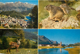 Switzerland Grisons St Moritz Multi View City And Animal Types - Sankt Moritz