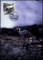 Sweden - Maximum Card - Protect Our Birds - Piciformes (pájaros Carpinteros)