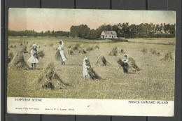 KANADA Canada 1908 Harvest Scene On Prince Edward Island Post Card Sent To USA. Text In Estonian - Other & Unclassified