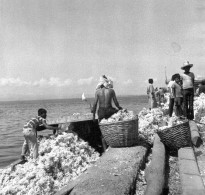 PHOTO -   PHILIPPINES -  ZAMBOANGA  -  PECHEURS  De  CORAUX -  29 Avril 1976 - Asie