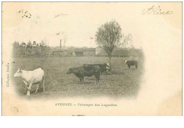 62.AVESNES.n°19016.PATURAGES DES LAGUETTES - Avesnes Le Comte