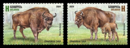 Belarus 2024 European Bison. - Vacas