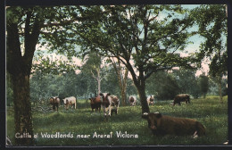 AK Ararat, Cattle At Woodlands  - Autres & Non Classés