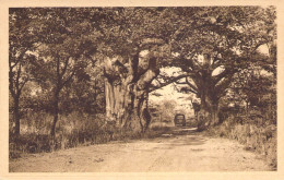 CPA AFRIQUE / BENIN "Nikki, Baobabs Sur La Route" - Benin