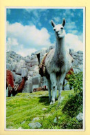 Pérou : Cuzco – Llama In The Fortress Of Sacsahuaman - CPSM (voir Scan Recto/verso) - Peru