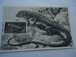 DDR  GERMANY   MAXIMUM    CARDS 1957 LIZARD REPTILES - Cartoline Maximum