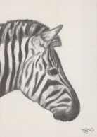 ZEBRA Animale Vintage Cartolina CPSM #PBR916.A - Zèbres