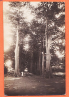 08023 ● Carte-Photo AFRIQUE à Localiser Allée Grand Arbre 1910s  - Mauritius