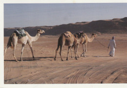 Sultanat D'OMAN : Desert Camels - CPM - Oman