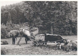 CPSM / CPM 10.5 X 15 Photographe JOËL COUCHOURON Les Vieux Métiers (Les Vosges) Les Foins Bœuf Voiture à échelle - Altri & Non Classificati