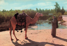 JORDANIE - Jordan River - Le Jourdain - II Giordano - Animé - Dromadaire - Carte Postale - Giordania