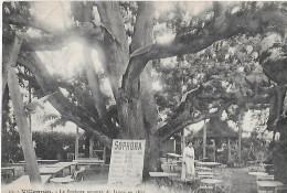 Villennes-sur-Seine. L'arbre Sophora Apporté Du Japon En 1803. - Villennes-sur-Seine