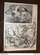 Cani Da Caccia E Paesaggio Disegno Di Sezanne - Vor 1900
