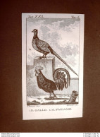 Gallo E Fagiano Incisione Su Rame Del 1813 Buffon Uccello Ornitologia - Vor 1900