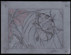 NEW CALEDONIA(1997) Cotton Harvest Bug (Tectocoris Diophthalmus). Preliminary Artwork, Pencil On Tracing Paper Measuring - Geschnittene, Druckproben Und Abarten