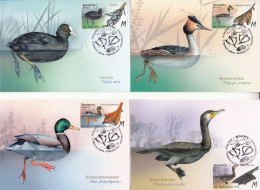 BELARUS 2023 Features Of Waterfowl.Ducks.set 4 Maxicards - Canards