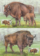 BELARUS 2024.European Bison.set 2 Maxicards - Canards