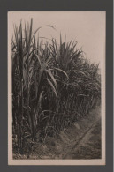 CPA - British Empire Exhibition 1924 - Malaya Pavilion - Sugar Canes - Circulée En 1924 - Malaysia