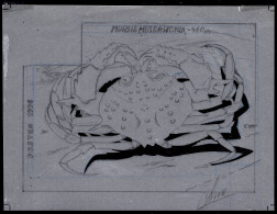 NEW CALEDONIA(1996) Crab (Mursia Musorstomia). Preliminary Artwork, Pencil On Tracing Paper Measuring 17 X 13 Cm, Signed - Geschnittene, Druckproben Und Abarten