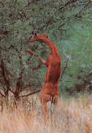 KENYA GAZELLE - Kenia