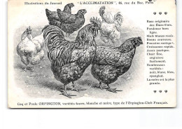 PARIS - Illustration Du Journal " L'Acclimatation " - Coq Et Poule Orpington - état - Gesundheit, Krankenhäuser