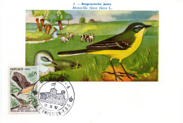 OISEAU / BERGERONNETTE  = MONACO 1962  N° 581  = CARTE MAXIMUM - Pájaros Cantores (Passeri)