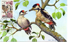 OISEAU / PIC EPEICHE  = MONACO 1962  N° 585  = CARTE MAXIMUM - Piciformes (pájaros Carpinteros)