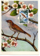 OISEAU / ROSSIGNOL  = MONACO 1962  N° 586  = CARTE MAXIMUM - Piciformes (pájaros Carpinteros)