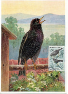 OISEAU / ETOURNEAU = MONACO 1962  N° 588  = CARTE MAXIMUM - Songbirds & Tree Dwellers