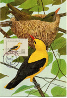 OISEAU /  LORIOT  = ROUMANIE 1959 N° PA 92 = CARTE MAXIMUM CP BOUBEE - Piciformes (pájaros Carpinteros)