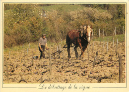 LE DEBUTAGE DE LA VIGNE ATTELAGE  - Attelages