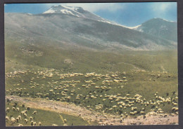 124100/ Georgia, Alpine Grazing Grounds In Svanetia - Georgien