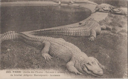 France - Paris - Jardin Des Plantes - Caimans A Museau De Brochet - Other & Unclassified