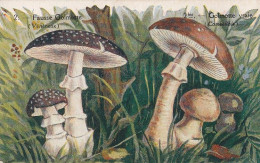 Champignon -  Fausse Colmotte  Et Colmotte Vraie - Hongos