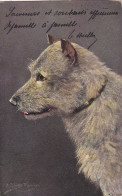 ILLUSTRATEURS . ILLUSTRATION A. MÜLLER MUNCHEN. " CHIEN DE PROFIL ". ANNEE 1903 + TEXTE ENVOYE DE BERGHEIM ( 68) - Mueller, August - Munich