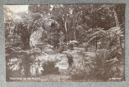 Treeferns On The Nilgiris Carte Postale Postcard - Inde