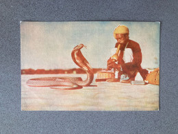 Snake Charmer Carte Postale Postcard - Inde