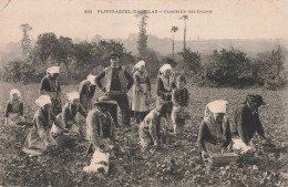 29 Plougastel Daoulas Cueillette Des Fraises CPA Animation - Plougastel-Daoulas