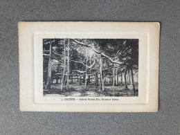 Calcutta Interior Banian Tree Botanical Gardens Carte Postale Postcard - India