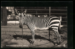 AK Zebra Steht Im Gehege  - Zèbres