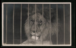 Foto-AK Männlicher Löwe Hinter Gittern  - Tigers