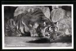 AK Berlin, Sibirischer Tiger An Einem Wasserloch Im Zoo  - Tigers